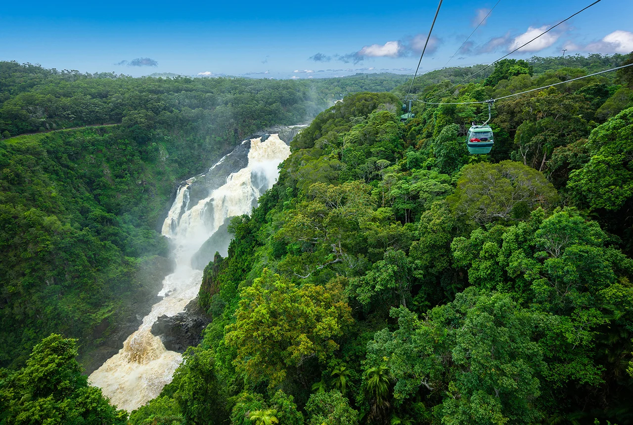 Roam Ancient Rainforest